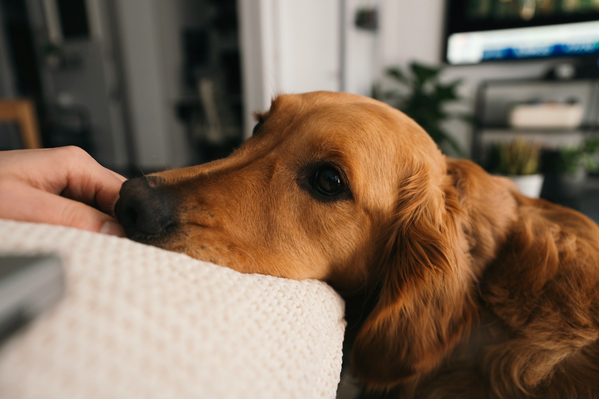 A golden retriever rests its head.
